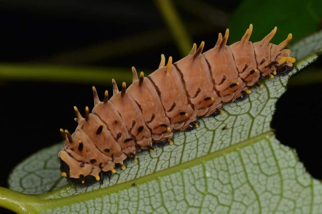 lagarta rosada