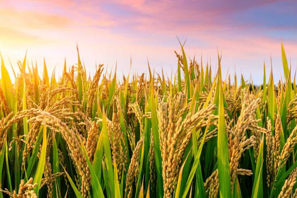plantação de arroz