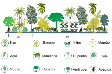 Entenda os Sistemas Agrossilvipastoris