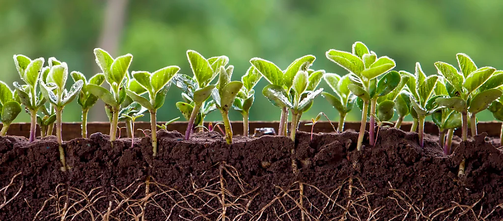 Plântulas crescendo em solo fértil, com destaque para as raízes e a estrutura do solo, simbolizando um bom manejo e saúde do solo na agricultura.