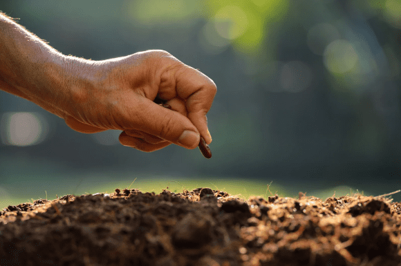 Mão de uma pessoa semeando manualmente uma semente em solo fértil, com fundo desfocado de vegetação e luz natural ao entardecer