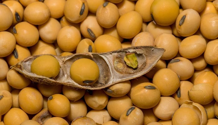 Vagem de soja aberta sobre um fundo cheio de grãos de soja maduros, destacando as sementes no interior da vagem