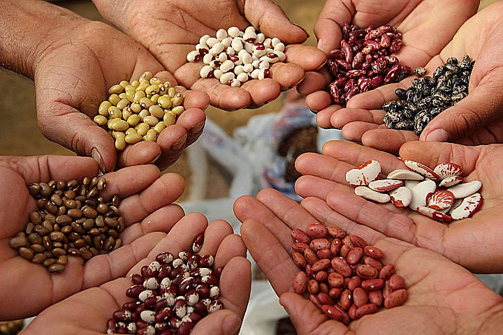 Diversas mãos segurando diferentes tipos de sementes crioulas, com variedade de cores, formas e tamanhos, representando a diversidade agrícola preservada por comunidades tradicionais.