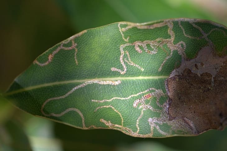 Folha verde com sinais de larva minadora, com linhas marrons