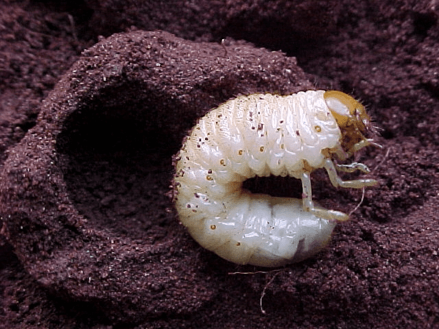imagem de um coró na fase larval em meio ao solo 