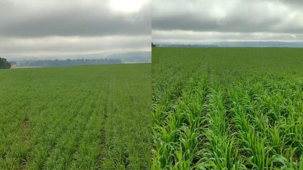 Comparação de áreas de trigo no Paraná em diferentes estágios de crescimento, destacando os efeitos da adubação do trigo no desenvolvimento da lavoura sob céu nublado